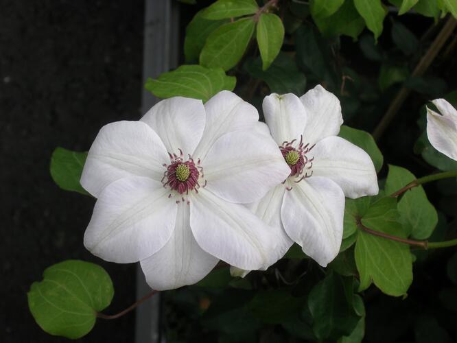 Plamének 'Miss Bateman' - Clematis 'Miss Bateman'