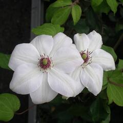 Plamének 'Miss Bateman' - Clematis 'Miss Bateman'