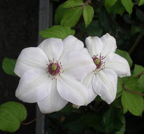 Plamének 'Miss Bateman' - Clematis 'Miss Bateman'