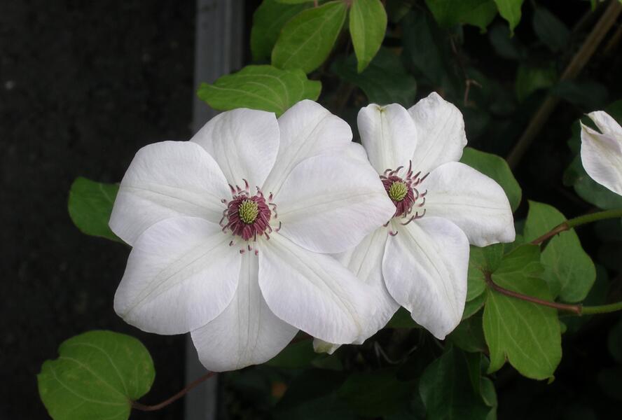 Plamének 'Miss Bateman' - Clematis 'Miss Bateman'