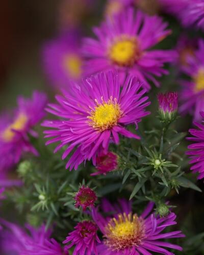 Hvězdnice keříčkovitá 'Alice Haslam' - Aster dumosus 'Alice Haslam'