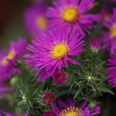 Hvězdnice keříčkovitá 'Alice Haslam' - Aster dumosus 'Alice Haslam'