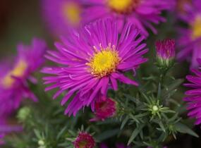 Hvězdnice keříčkovitá 'Alice Haslam' - Aster dumosus 'Alice Haslam'