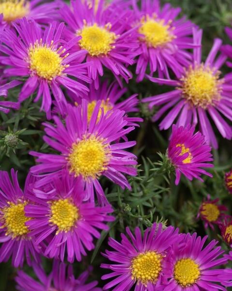 Hvězdnice keříčkovitá 'Alice Haslam' - Aster dumosus 'Alice Haslam'