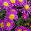 Hvězdnice keříčkovitá 'Alice Haslam' - Aster dumosus 'Alice Haslam'