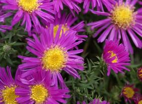 Hvězdnice keříčkovitá 'Alice Haslam' - Aster dumosus 'Alice Haslam'