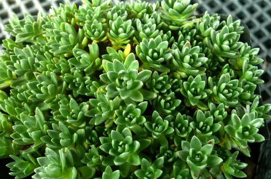 Tlustice - Crassula setulosa
