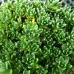 Tlustice - Crassula setulosa