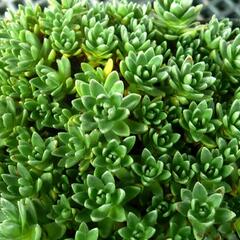 Tlustice - Crassula setulosa