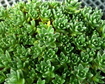 Tlustice štětinatá