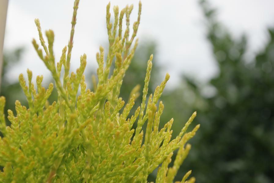 Zerav, túje západní 'Golden Anne' - Thuja occidentalis 'Golden Anne'