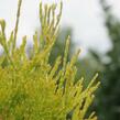 Zerav, túje západní 'Golden Anne' - Thuja occidentalis 'Golden Anne'