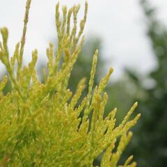 Zerav, túje západní 'Golden Anne' - Thuja occidentalis 'Golden Anne'