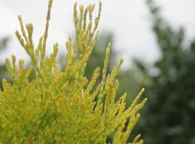 Túje, zerav západní 'Golden Anne' - Thuja occidentalis 'Golden Anne'