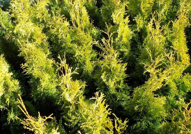 Zerav, túje západní 'Golden Anne' - Thuja occidentalis 'Golden Anne'