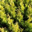 Zerav, túje západní 'Golden Anne' - Thuja occidentalis 'Golden Anne'