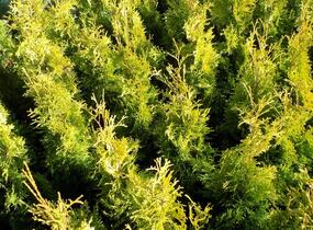 Túje, zerav západní 'Golden Anne' - Thuja occidentalis 'Golden Anne'