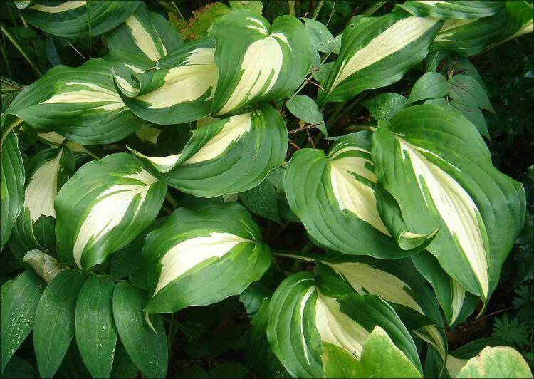 Bohyška 'Univittata' - Hosta undulata 'Univittata'