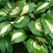 Bohyška 'Univittata' - Hosta undulata 'Univittata'