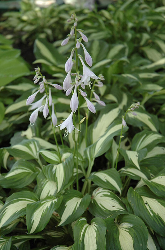 Bohyška 'Univittata' - Hosta undulata 'Univittata'