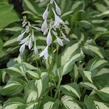 Bohyška 'Univittata' - Hosta undulata 'Univittata'