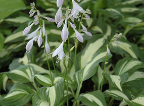 Bohyška 'Univittata' - Hosta undulata 'Univittata'