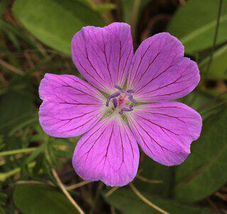 Kakost krvavý 'Lovoš' - Geranium sanguineum 'Lovoš'