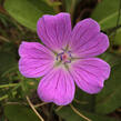 Kakost krvavý 'Lovoš' - Geranium sanguineum 'Lovoš'