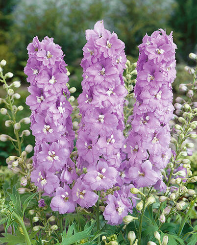 Ostrožka 'Lavender' - Delphinium Magic Fountain 'Lavender'