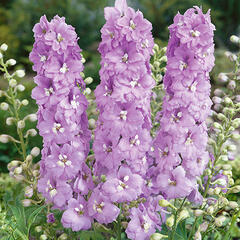 Ostrožka 'Lavender' - Delphinium Magic Fountain 'Lavender'