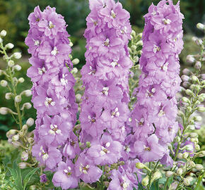 Ostrožka 'Lavender' - Delphinium Magic Fountain 'Lavender'