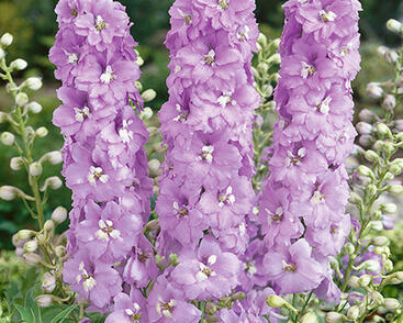 Ostrožka 'Lavender'