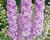 Ostrožka 'Lavender'
