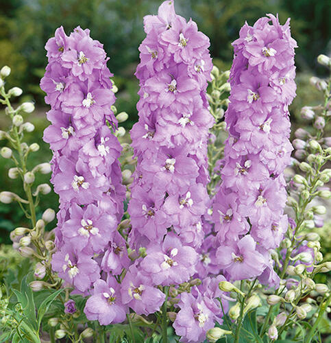 Ostrožka 'Lavender' - Delphinium Magic Fountain 'Lavender'