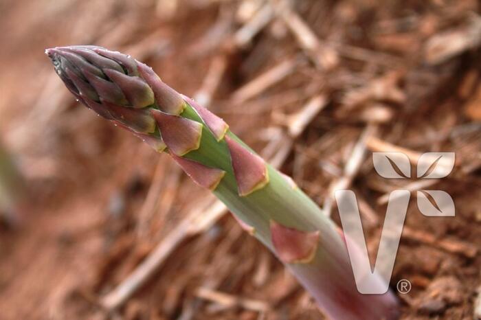 Chřest bílý 'Mondeo' - Asparagus officinalis 'Mondeo'