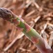 Chřest bílý 'Mondeo' - Asparagus officinalis 'Mondeo'
