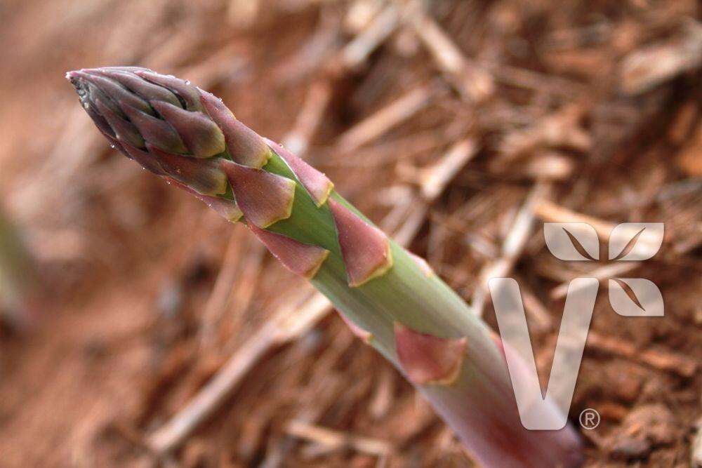 Chřest lékařský 'Mondeo' - Asparagus officinalis 'Mondeo'