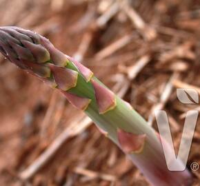 Chřest bílý 'Mondeo' - Asparagus officinalis 'Mondeo'