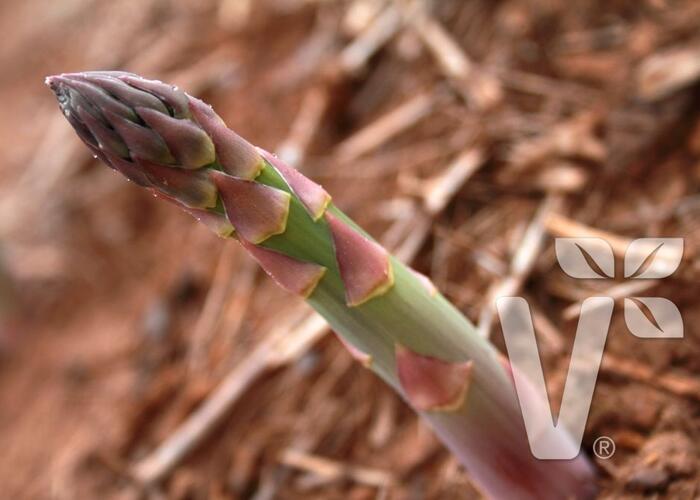 Chřest bílý 'Mondeo' - Asparagus officinalis 'Mondeo'