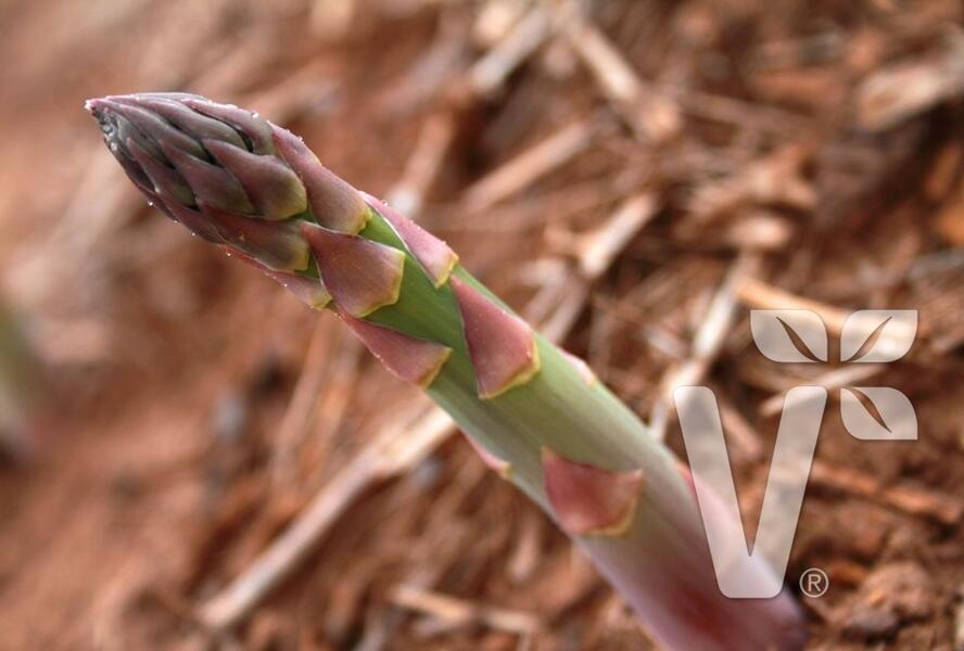 Chřest lékařský 'Mondeo' - Asparagus officinalis 'Mondeo'