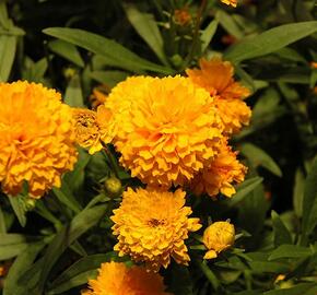 Krásnoočko velkokvěté 'Solanna Compact' - Coreopsis grandiflora 'Solanna Compact'