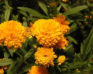 Krásnoočko velkokvěté 'Solanna Compact'