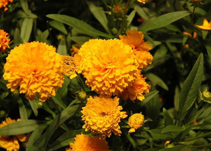 Krásnoočko velkokvěté 'Solanna Compact' - Coreopsis grandiflora 'Solanna Compact'