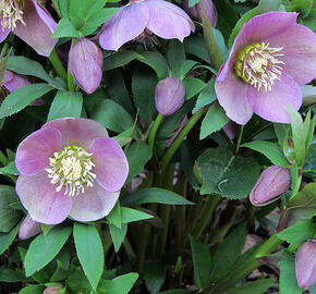 Čemeřice východní 'Pink Lady' - Helleborus orientalis 'Pink Lady'