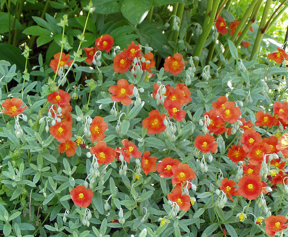 Devaterník 'Watergate Orange' - Helianthemum 'Watergate Orange'