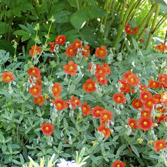 Devaterník 'Watergate Orange' - Helianthemum 'Watergate Orange'