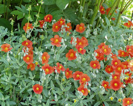 Devaterník 'Watergate Orange'