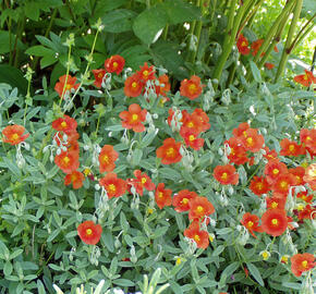 Devaterník 'Watergate Orange' - Helianthemum 'Watergate Orange'