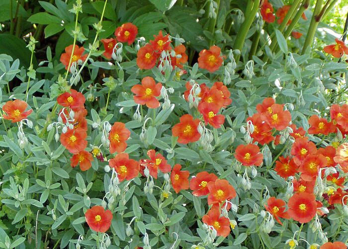 Devaterník 'Watergate Orange' - Helianthemum 'Watergate Orange'