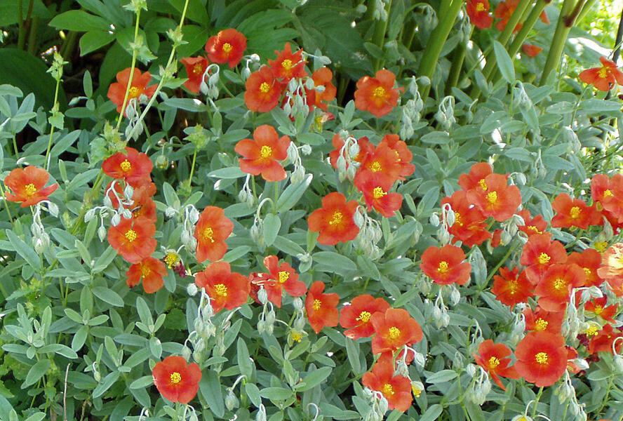 Devaterník 'Watergate Orange' - Helianthemum 'Watergate Orange'